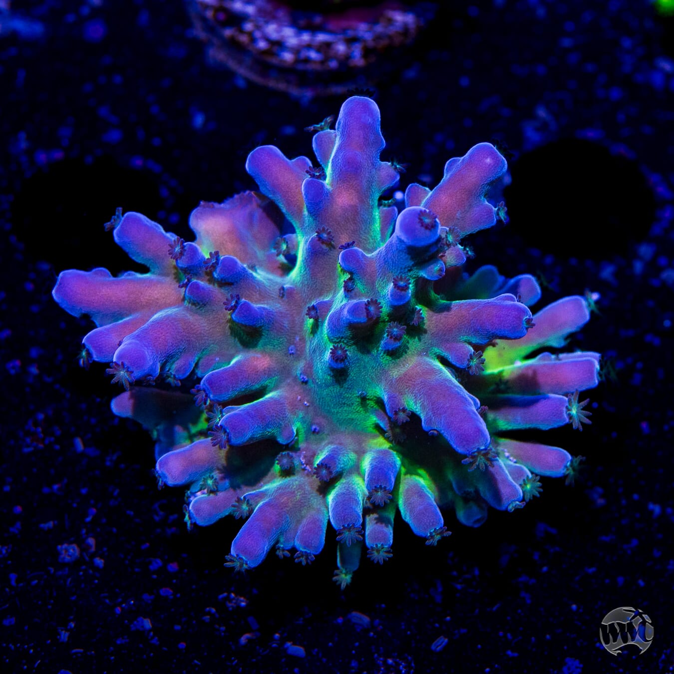 WWC Madman Austera Acropora