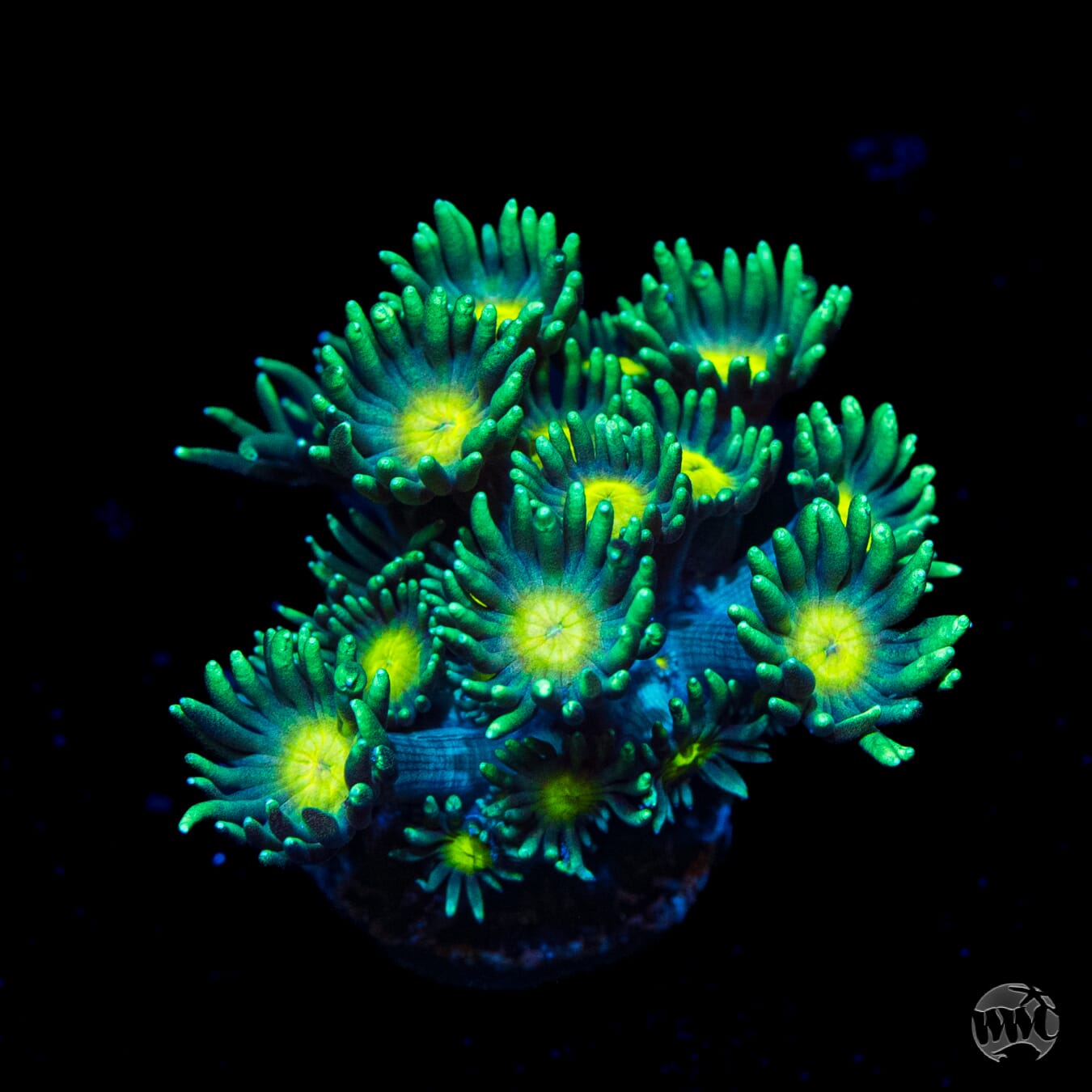 WWC Lemon Drop Goniopora