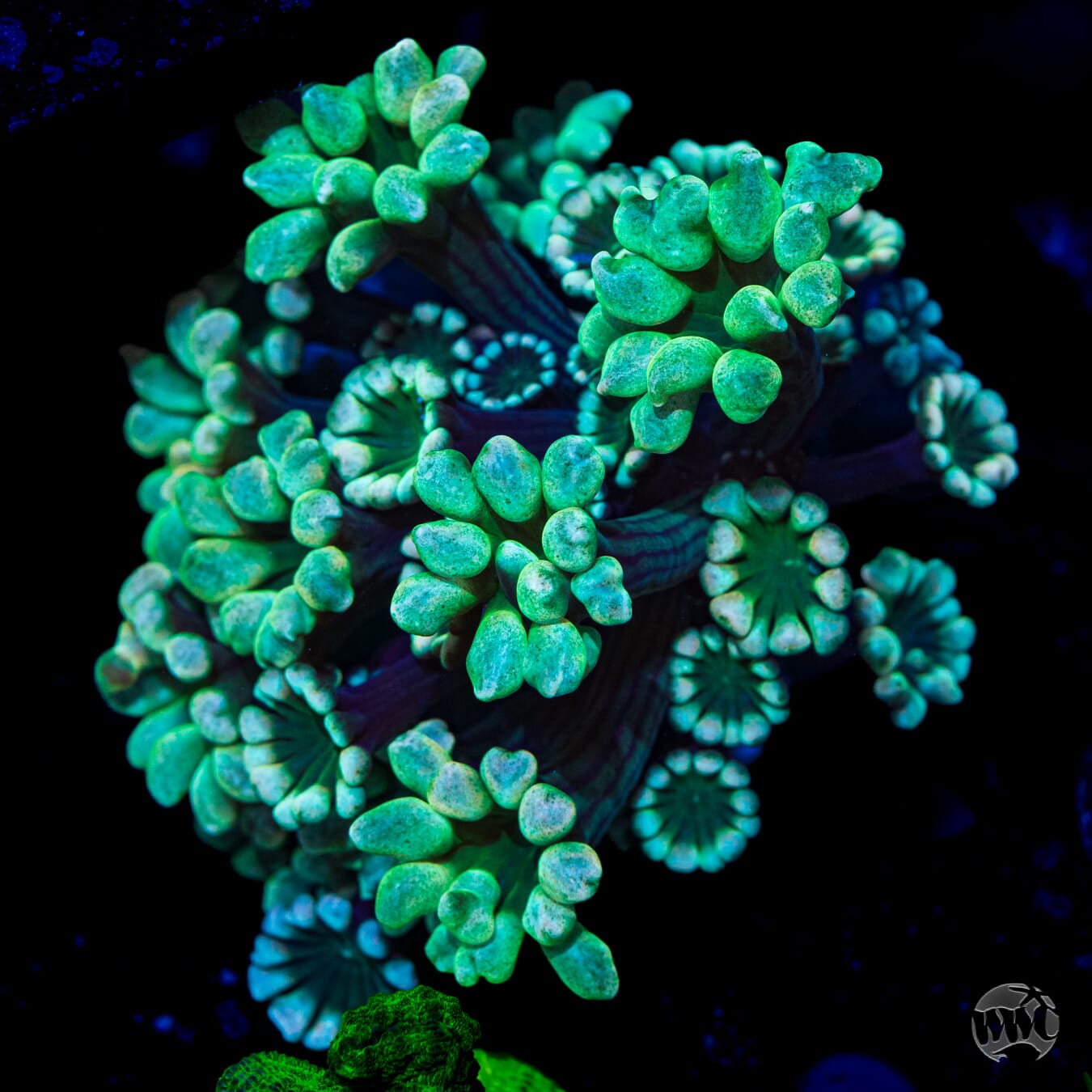 XL WWC Hologram Alveopora