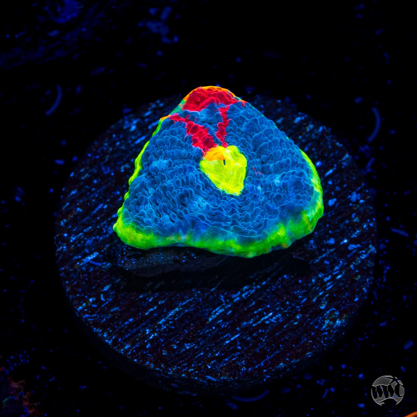 WWC Supa Fly Rainbow Chalice
