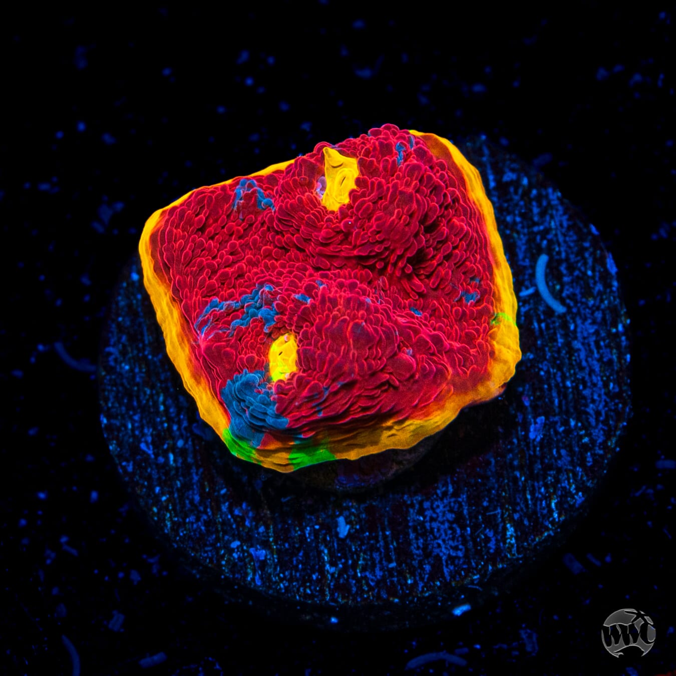 WWC Knockout Rainbow Chalice