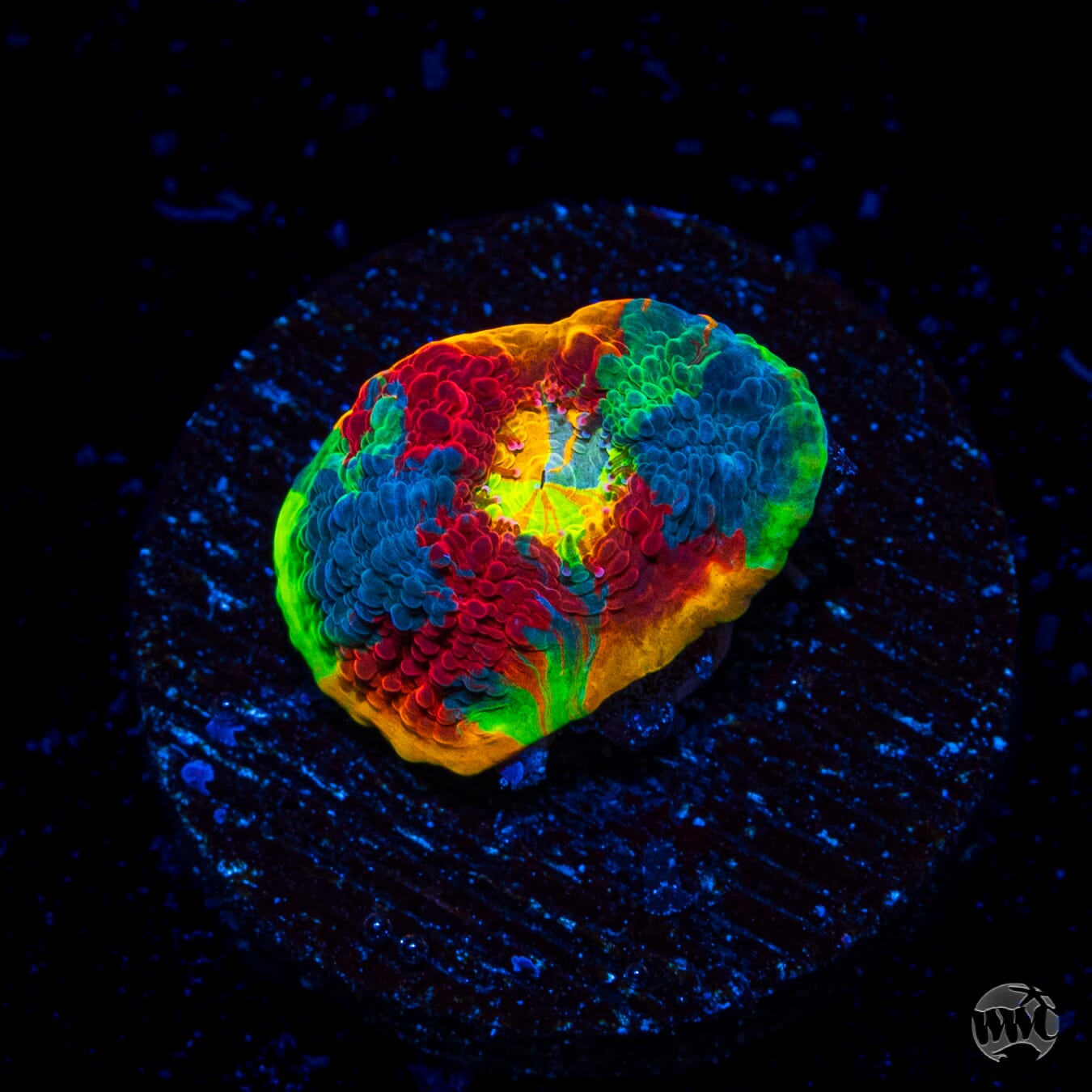 WWC Jellybean Rainbow Chalice