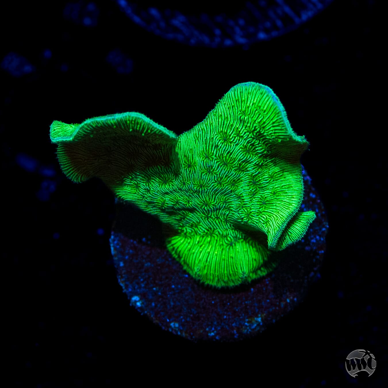 WWC Green Cactus Pavona