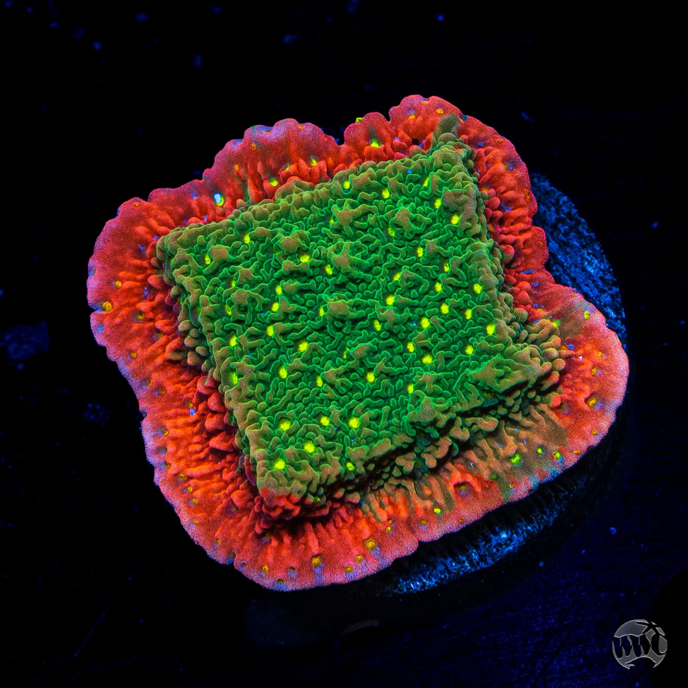 WWC Sunfire Grafted Montipora