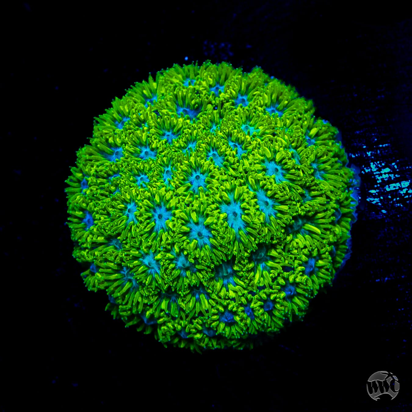 WWC Kermit the Frog Leptastrea