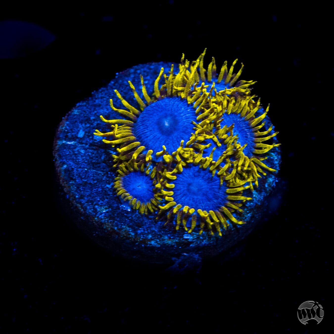 WWC Blue Angels Zoanthids