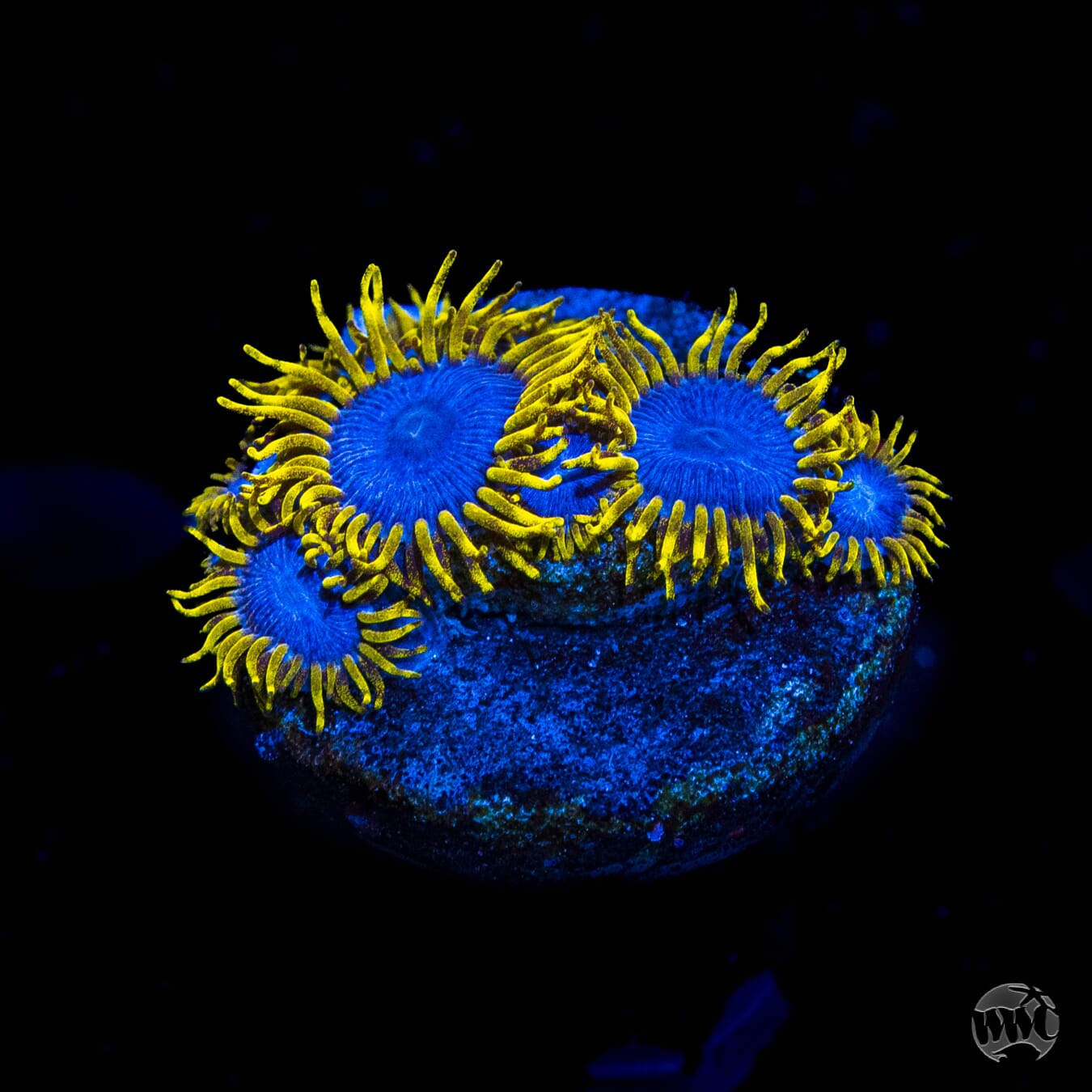 WWC Blue Angels Zoanthids
