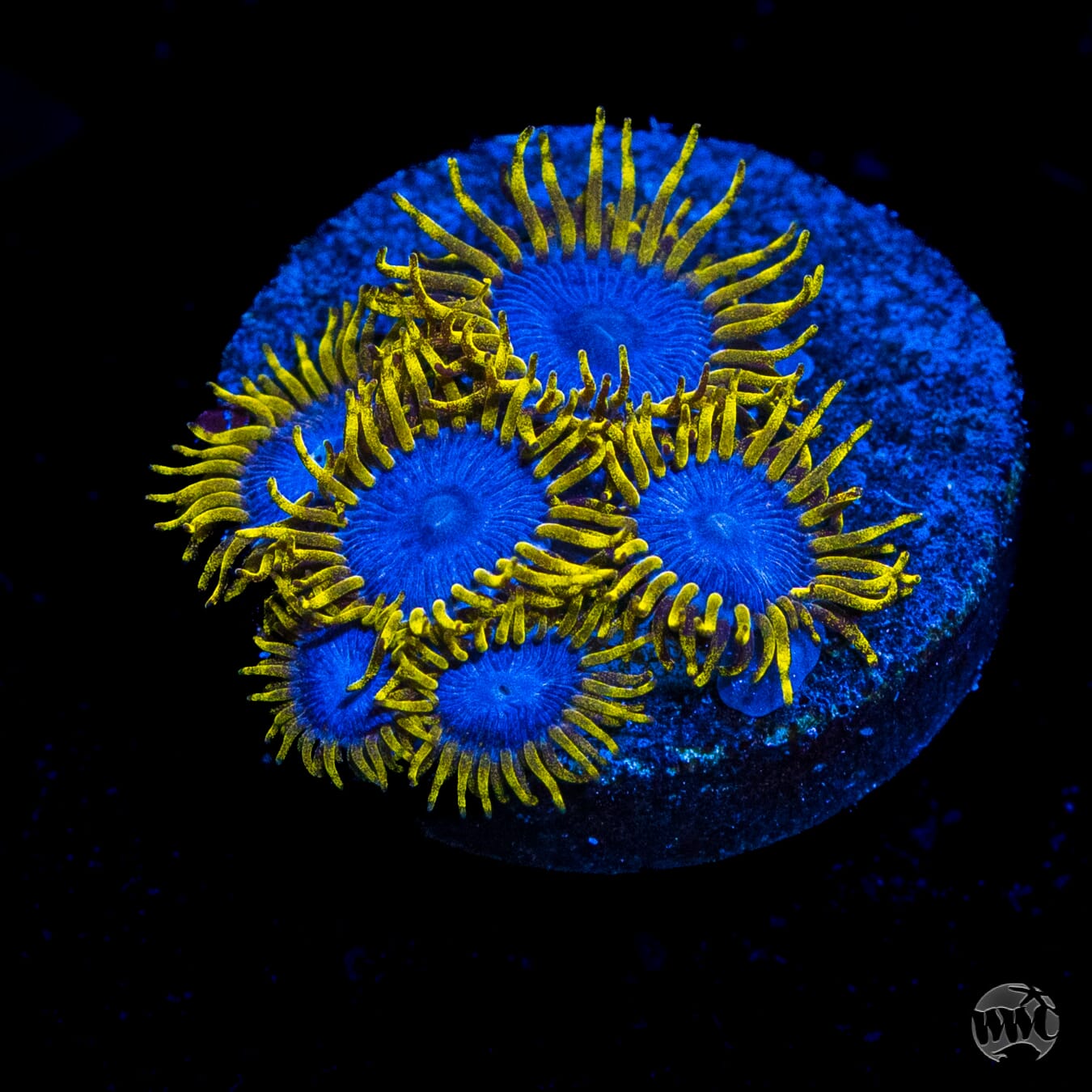 WWC Blue Angels Zoanthids