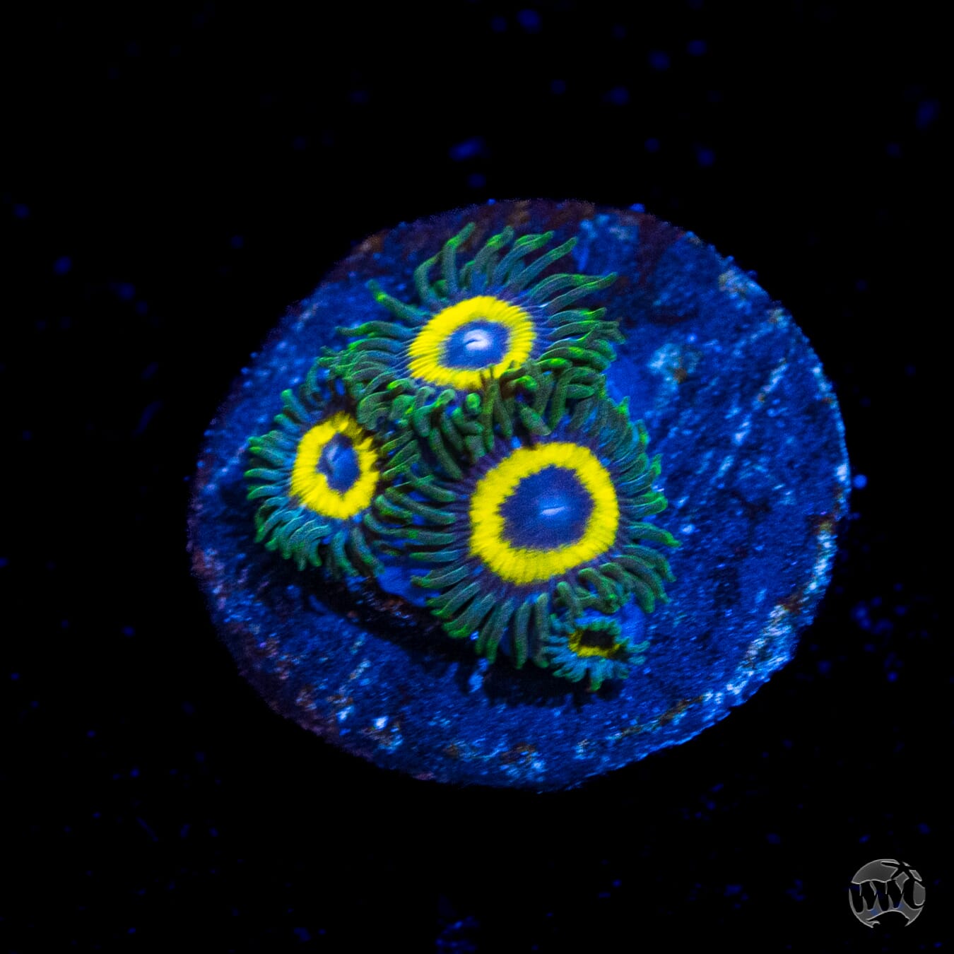 WWC Yellow Submarine Zoanthids