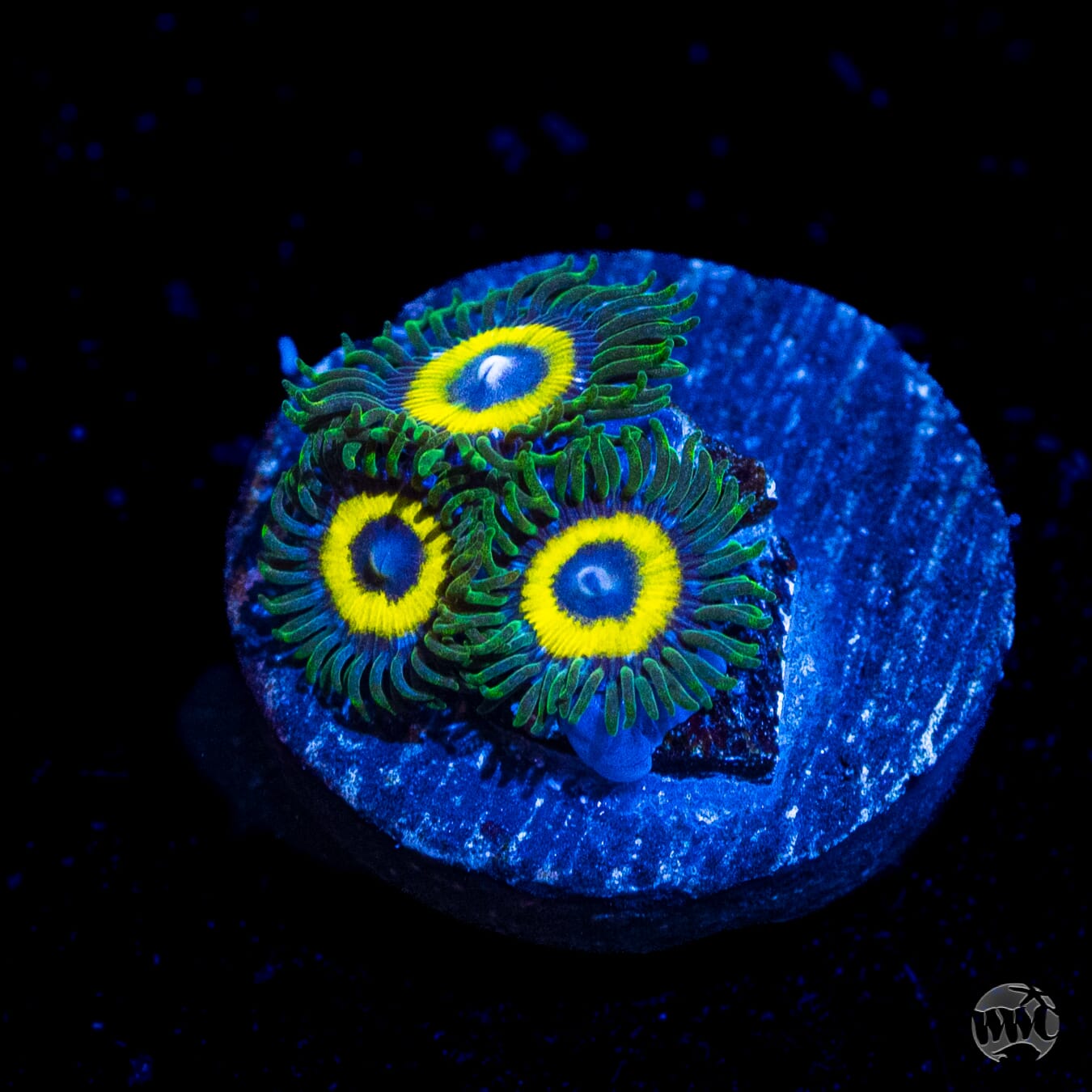 WWC Yellow Submarine Zoanthids