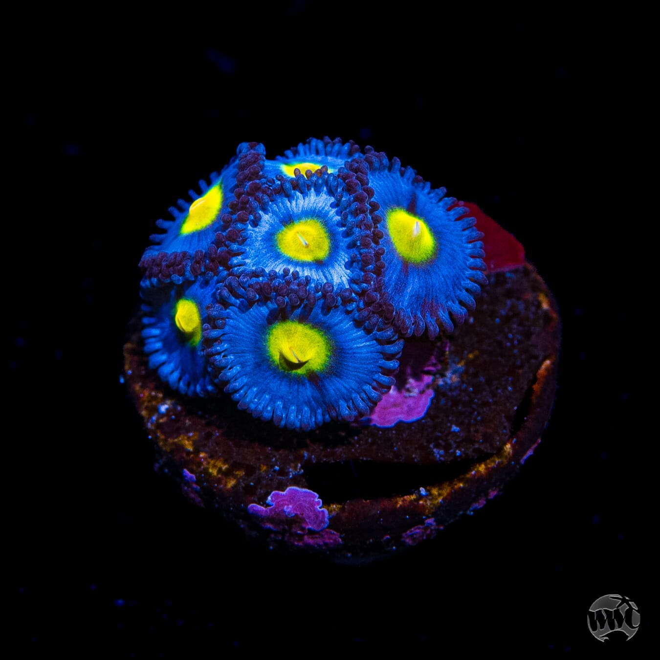 WWC AOI Zoanthids