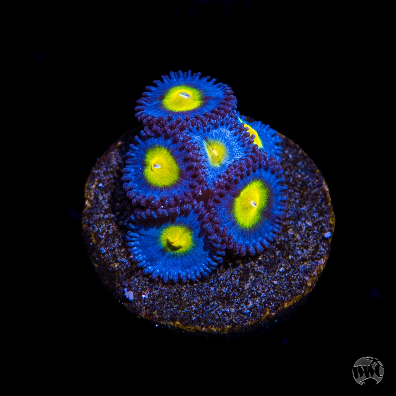 WWC AOI Zoanthids