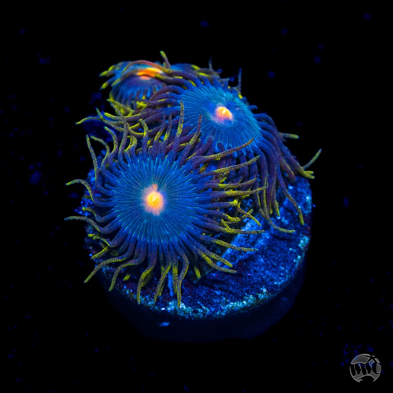WWC Hairy Gorilla Nipples Zoanthids