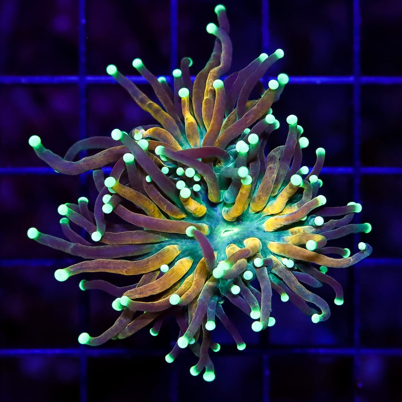 Ultimate Tiger Torch