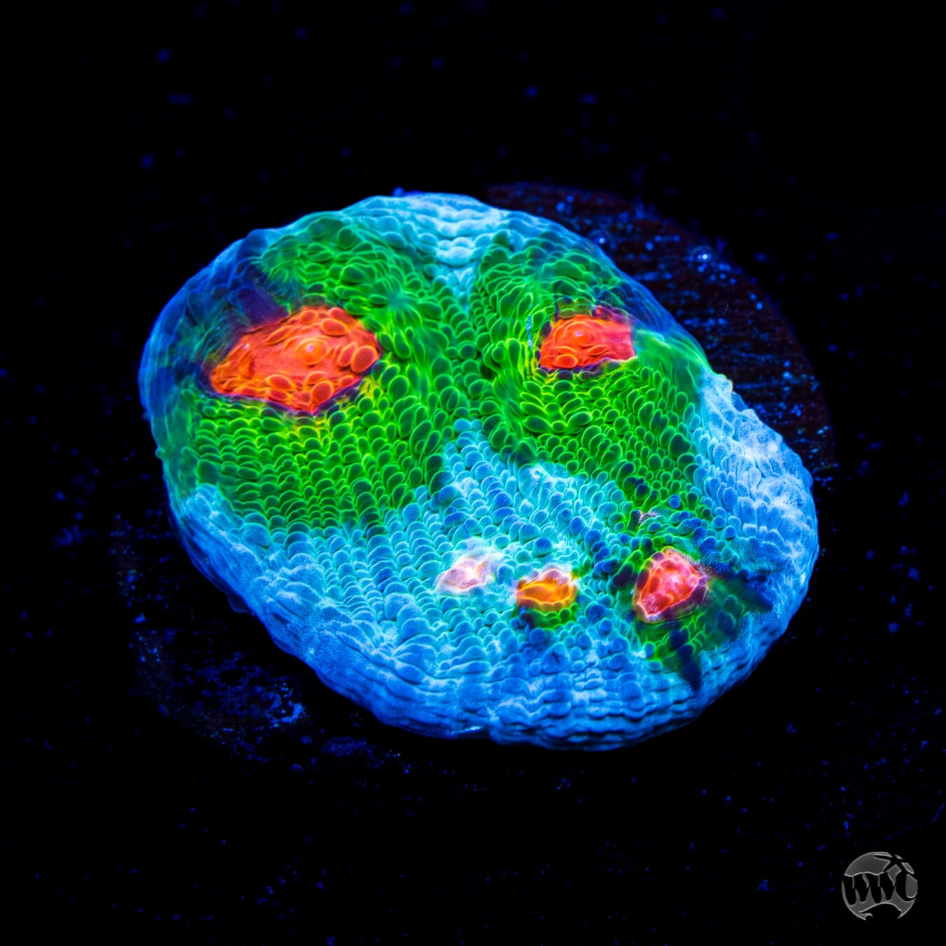 WWC Alien Agent Chalice