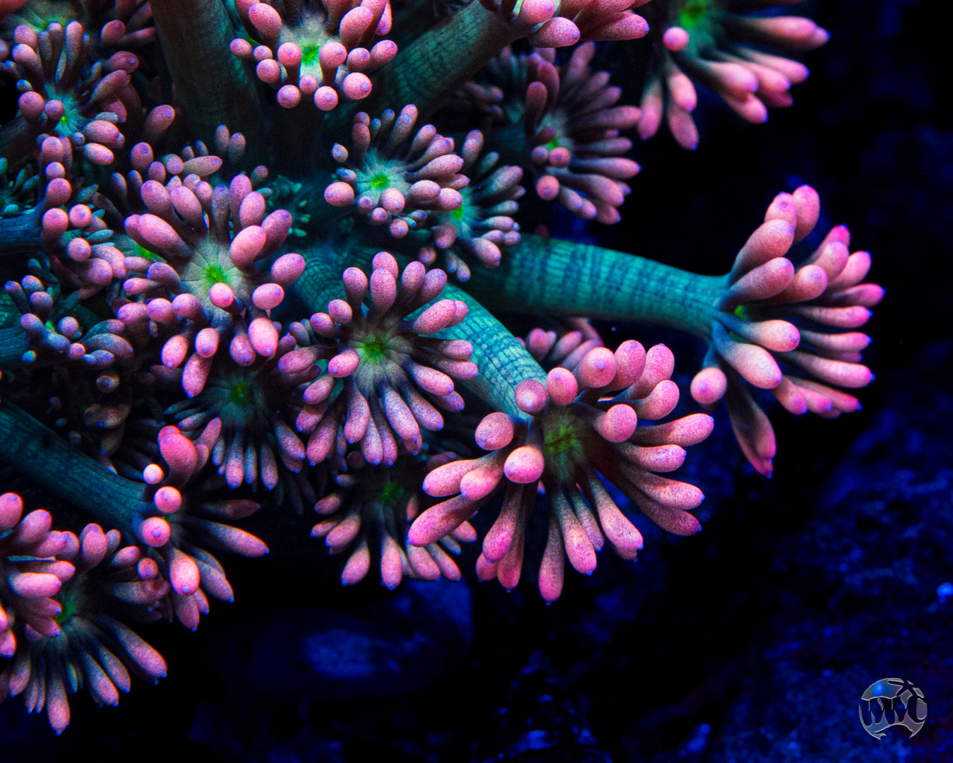 WWC Bay Watch Goniopora