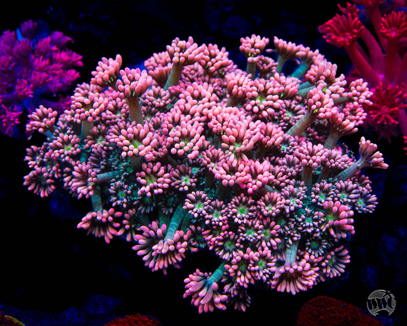 WWC Bay Watch Goniopora