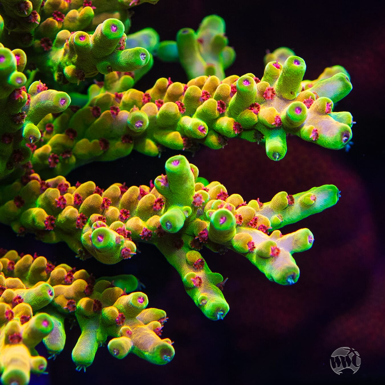 WWC Budgie Smuggler Acropora