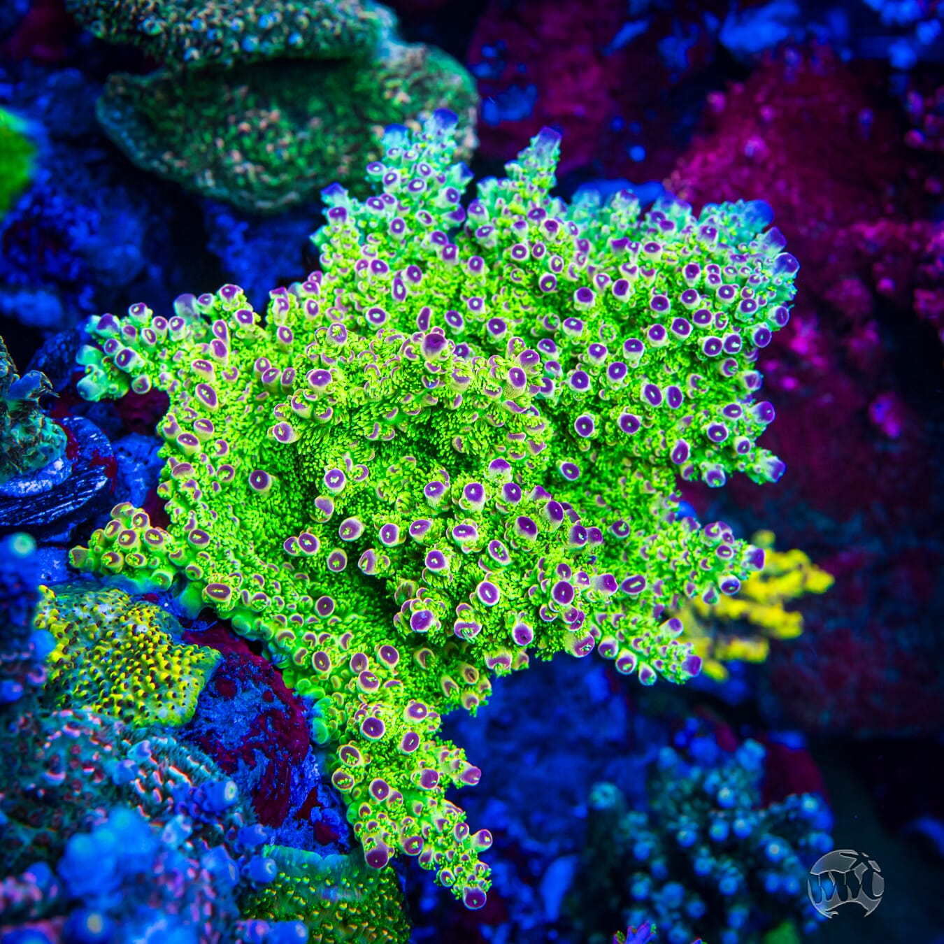 WWC Captain Caveman Acropora