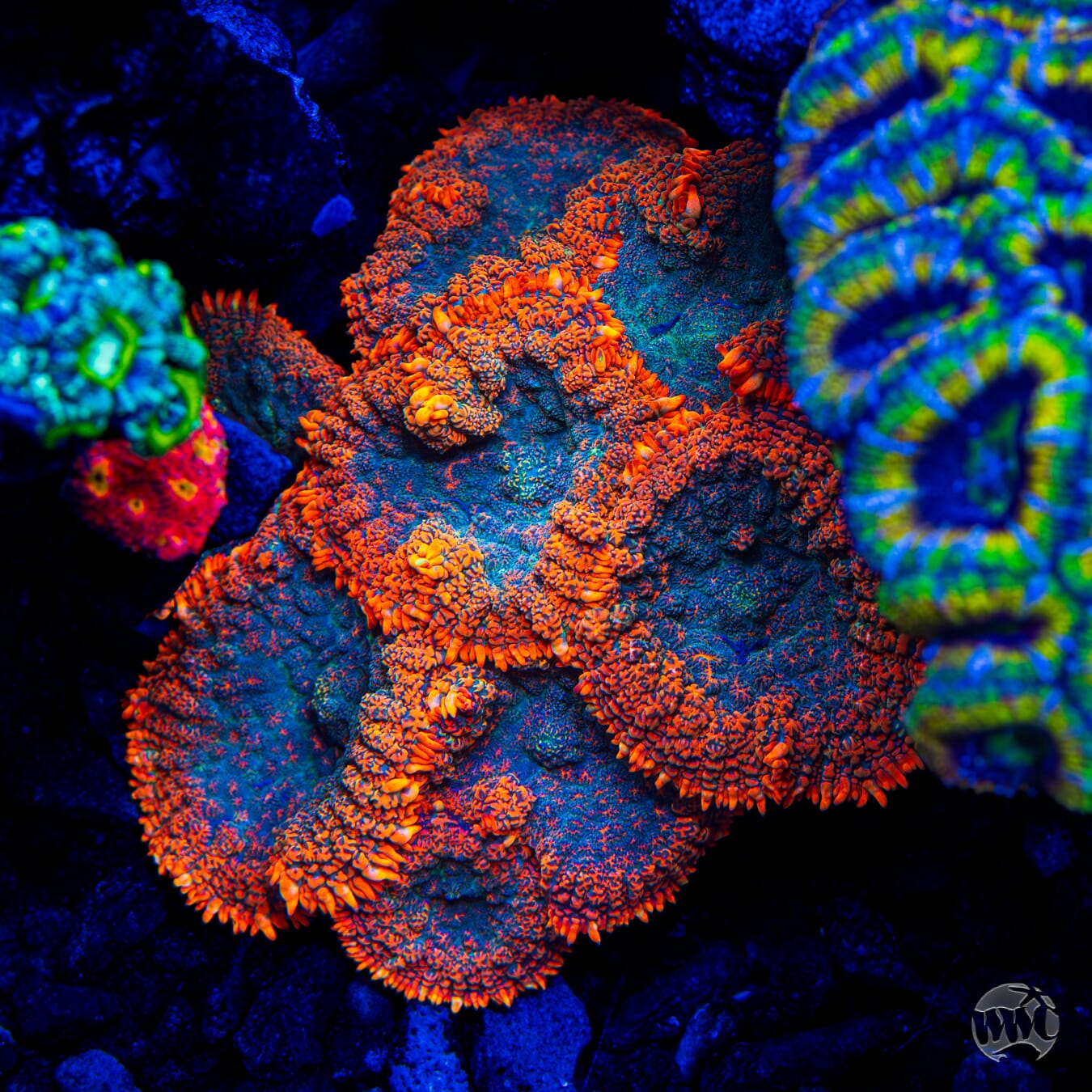 WWC Dragon Pulse Rhodactis Mushroom