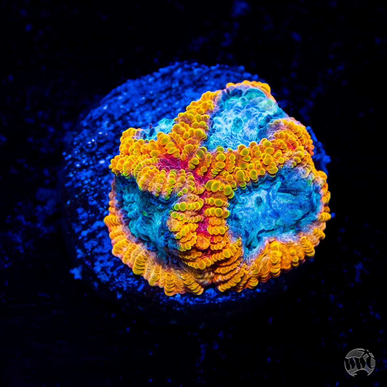 WWC Favia of the Gods