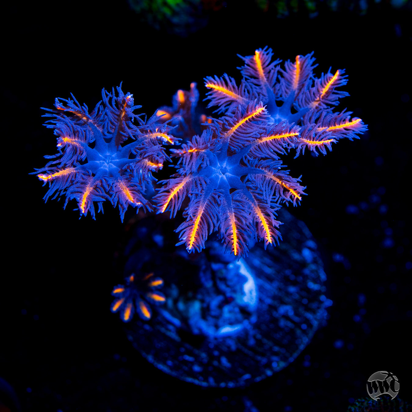 WWC Florida Squeeze Clove Polyp Coral