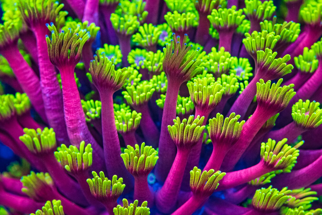 WWC Hollywood Nights Goniopora