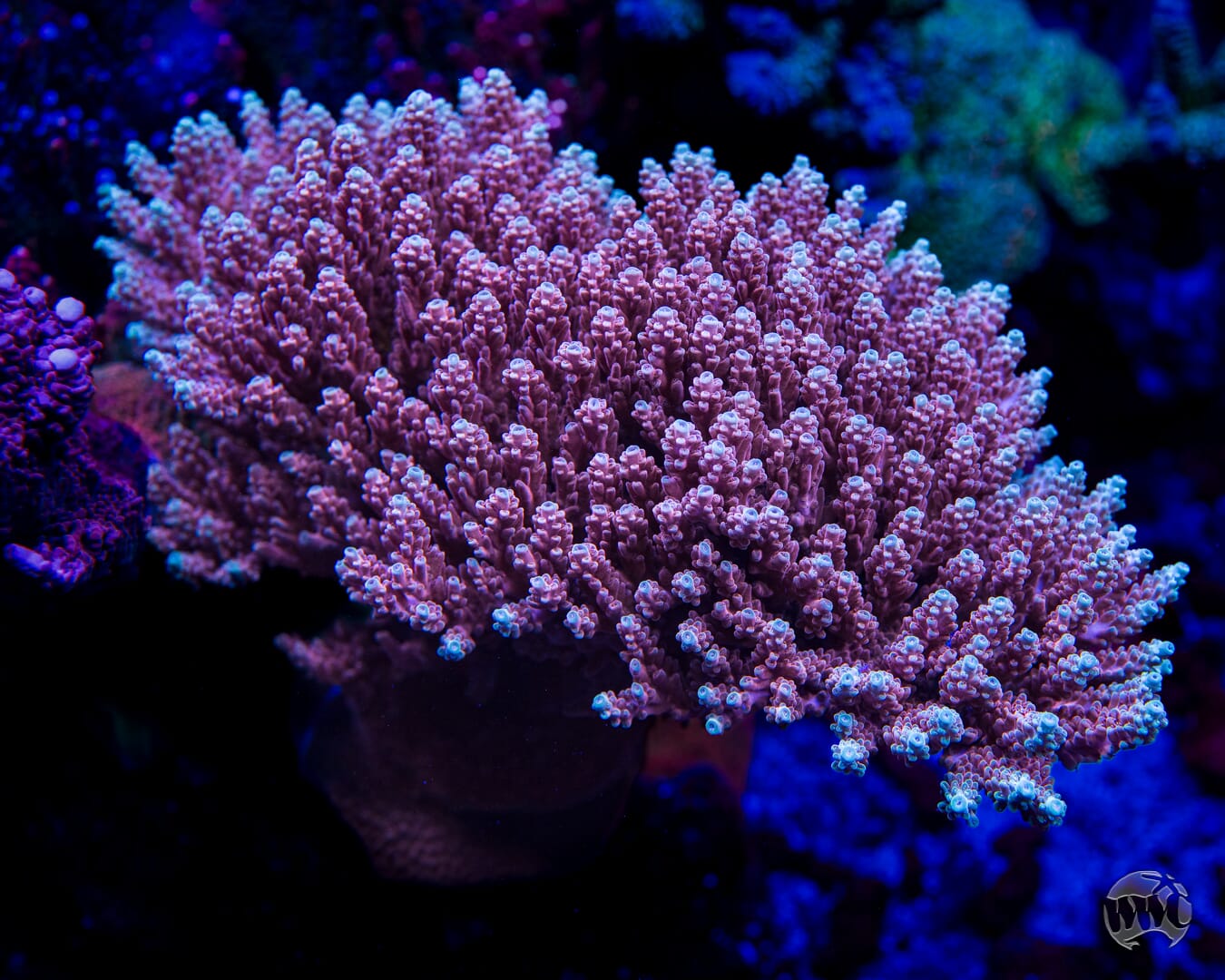 WWC Inner Planet Acropora