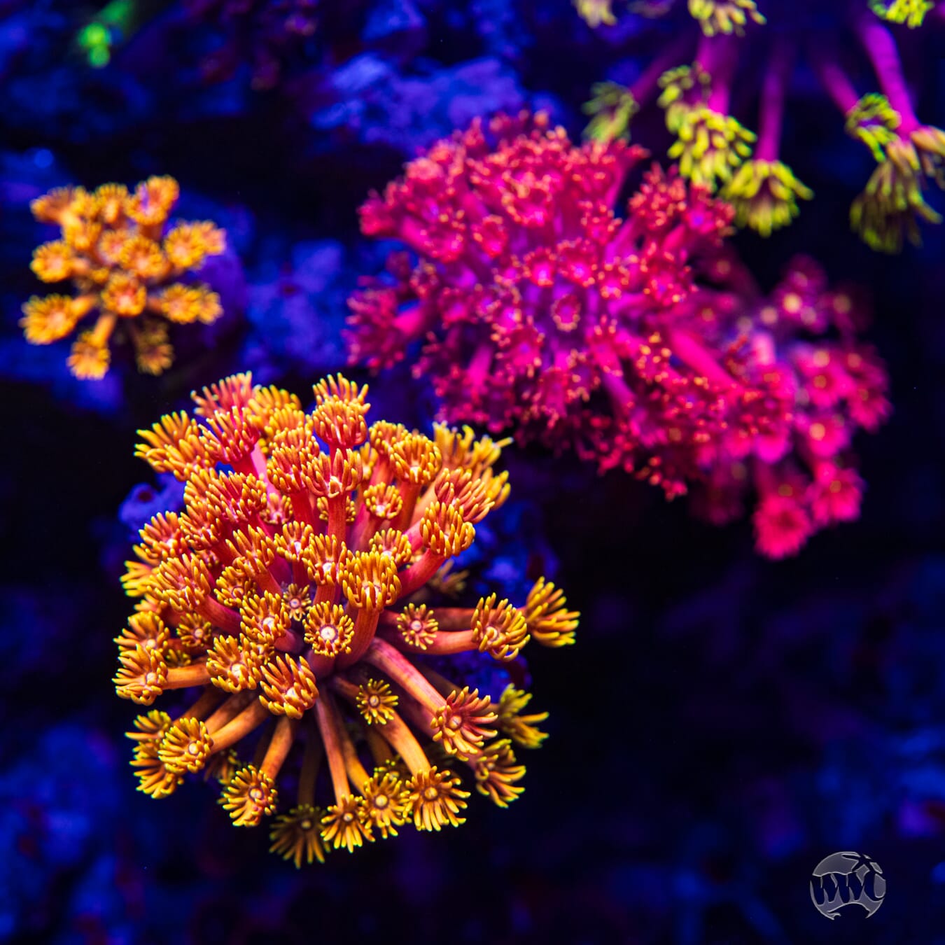 WWC Mango King Goniopora