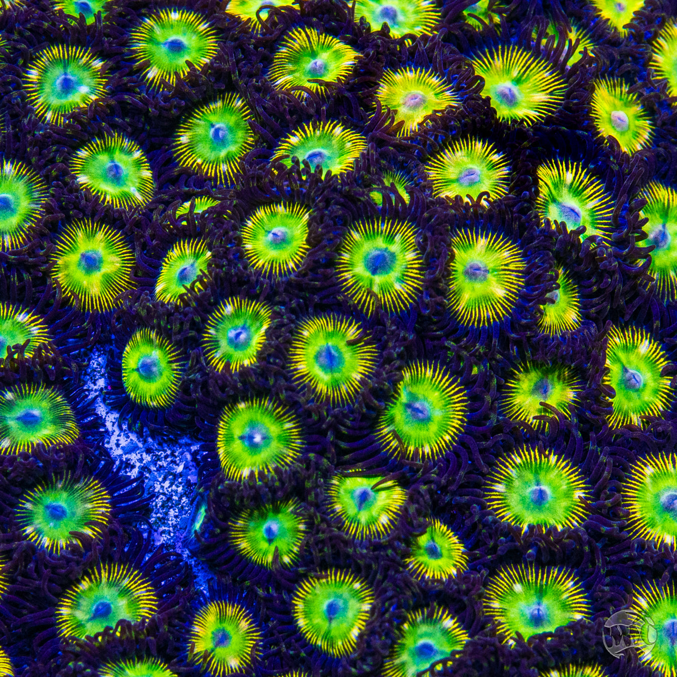 WWC Saltwater Taffee Zoanthids