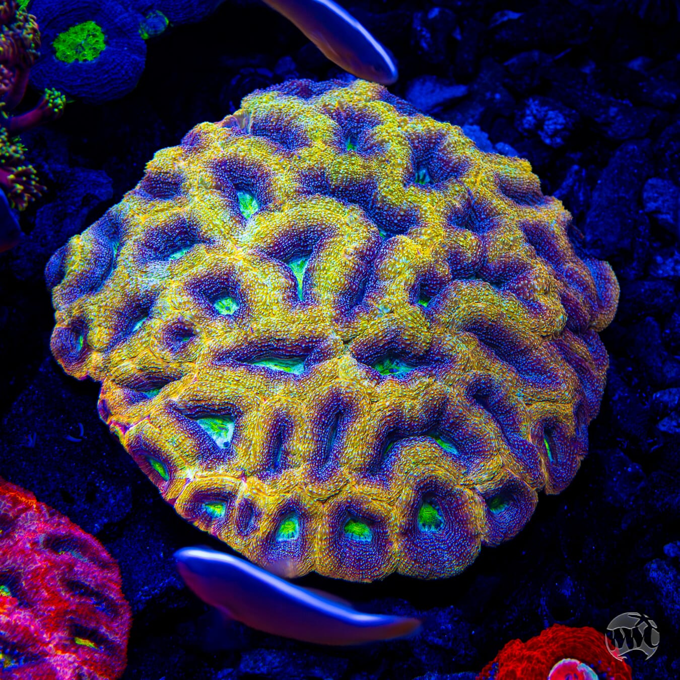 WWC Shaolin Soul Bowerbanki