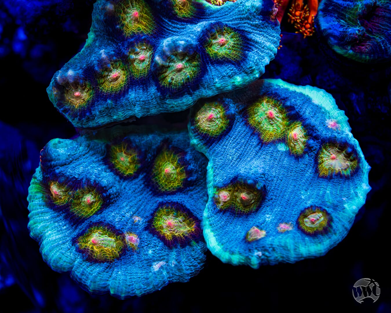 WWC Shattered Star Mycedium Chalice