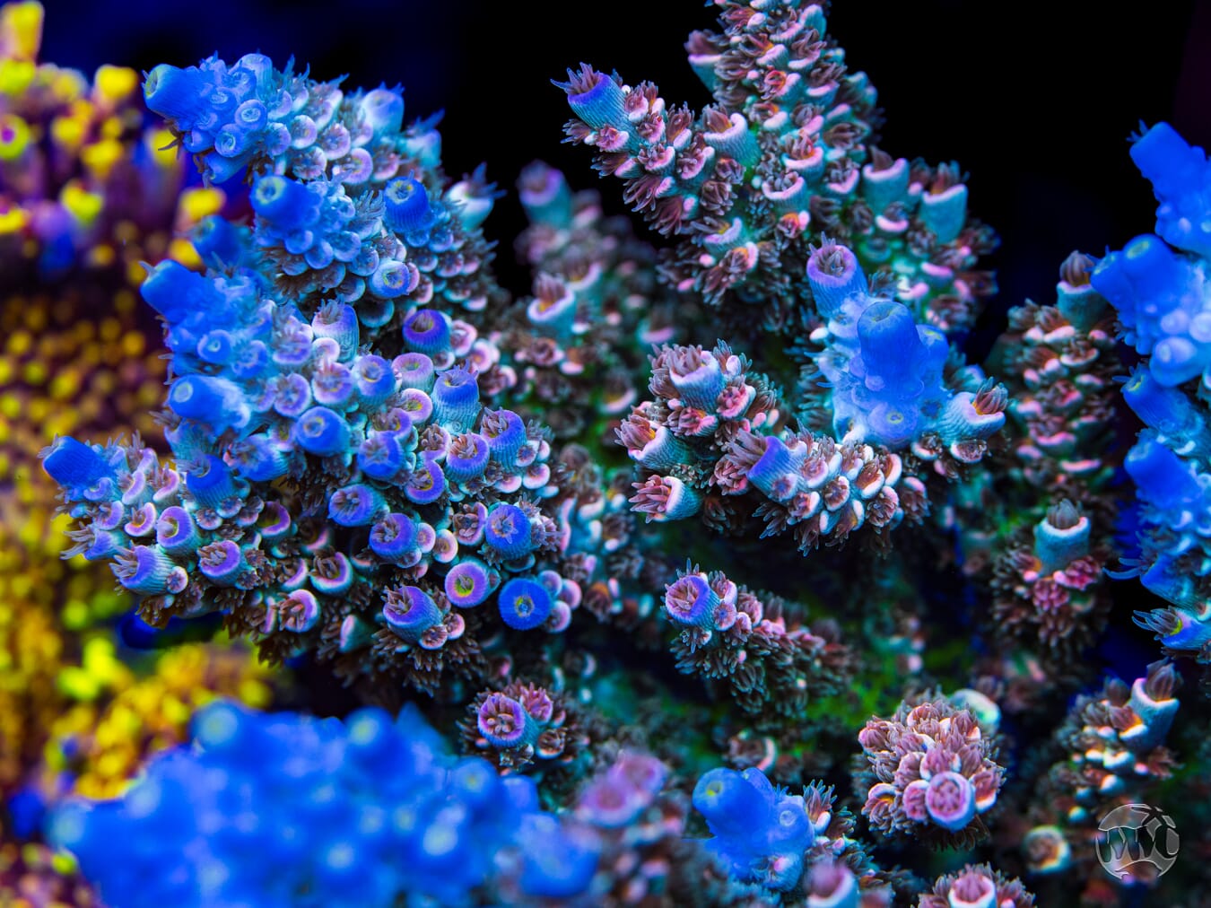 WWC Tiddly Winks Tenuis Acropora