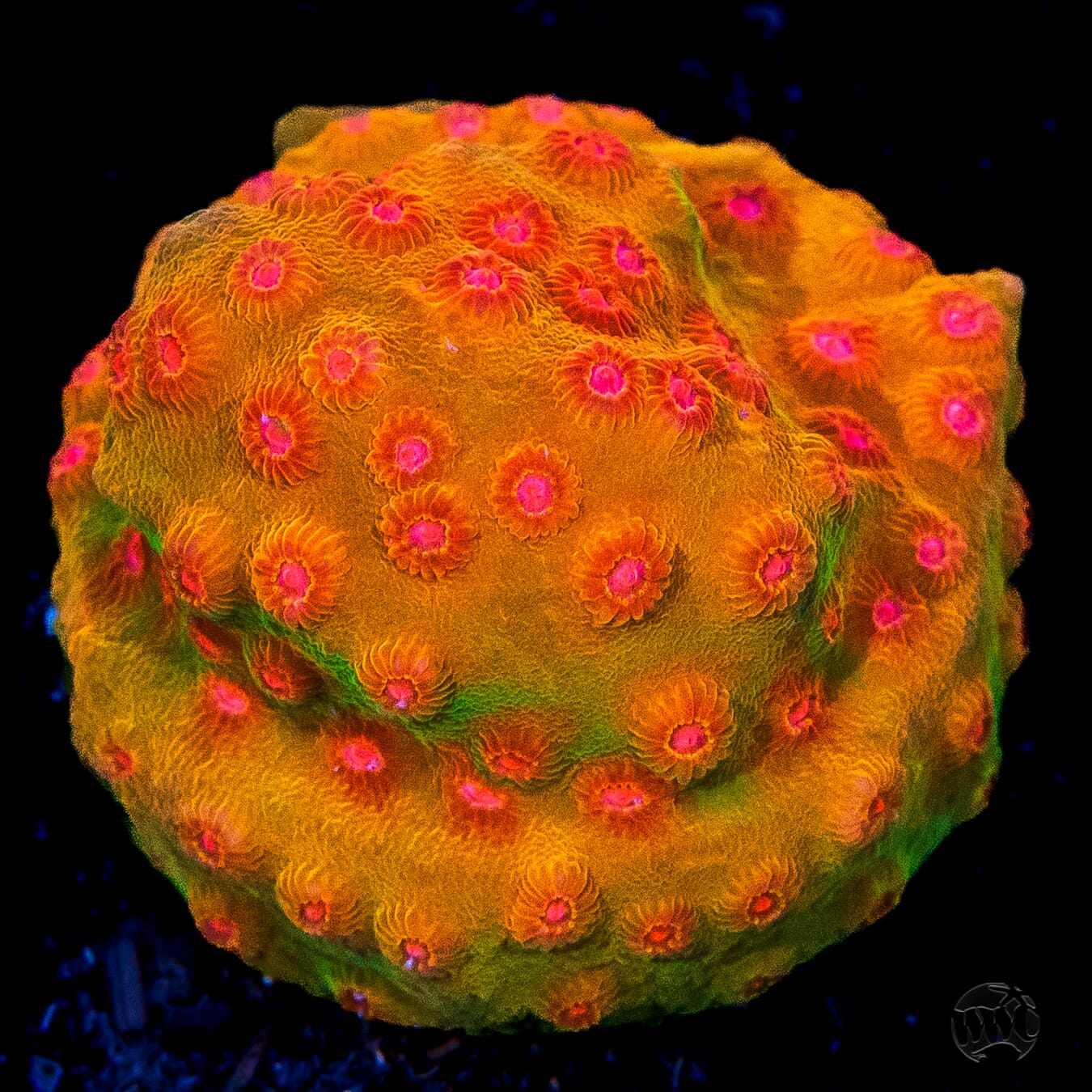 WWC Defcon Cyphastrea