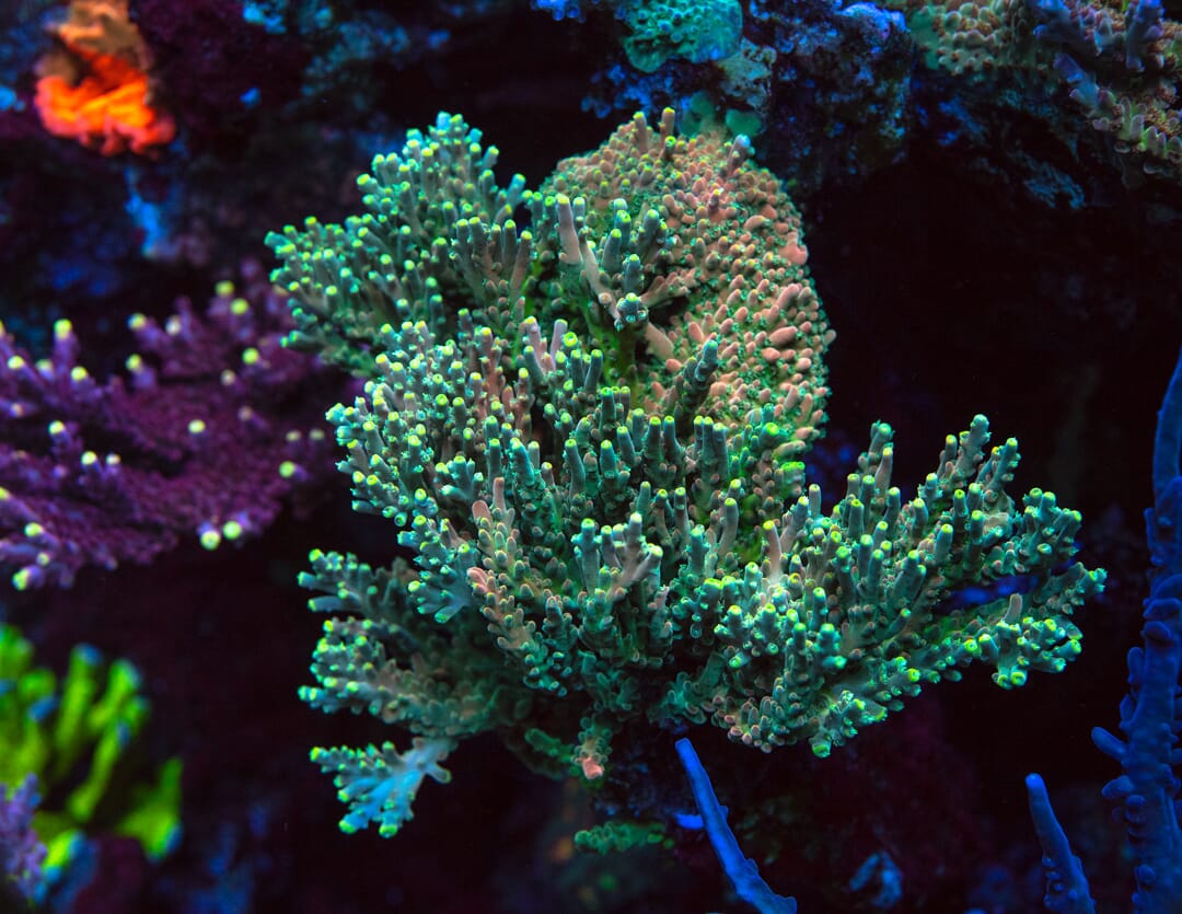 WWC King Kiwi Acropora