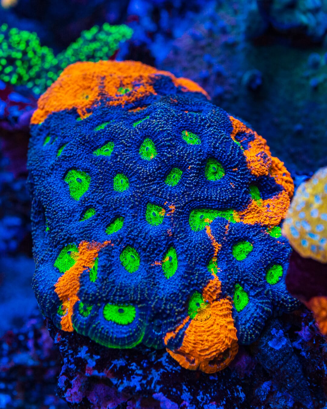 WWC Mango Tango Echinata