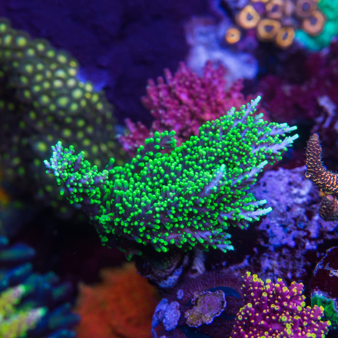 WWC Moonshine Acropora