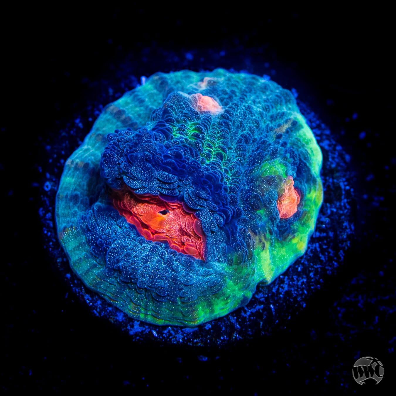 WWC Totally Blitzed Mycedium Chalice