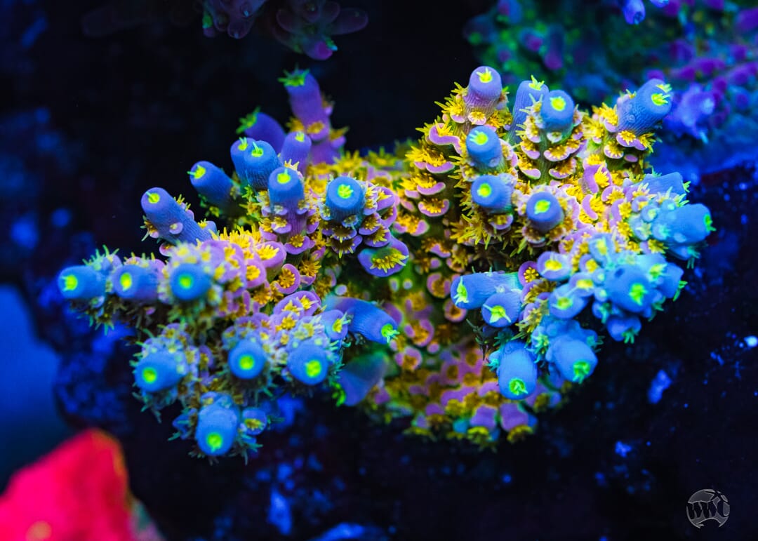 WD Tenuis Acropora