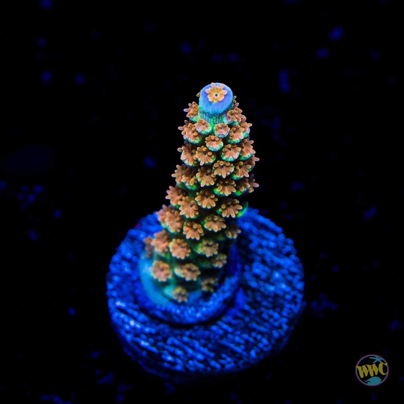 WWC Painkiller Tenuis Acropora