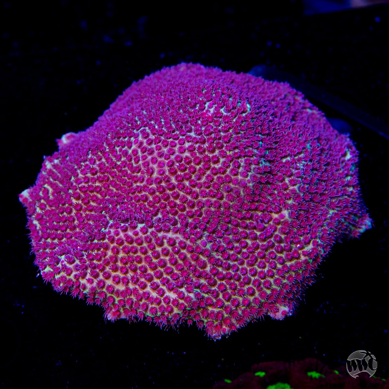 WWC Outbreak Porites