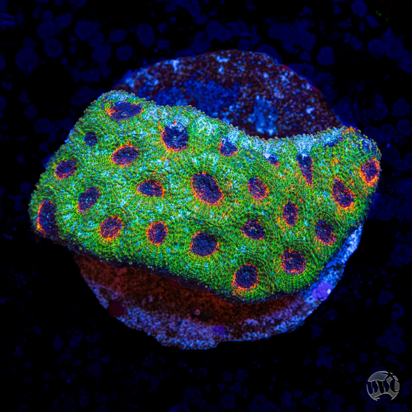 WWC Gatorland Echinata