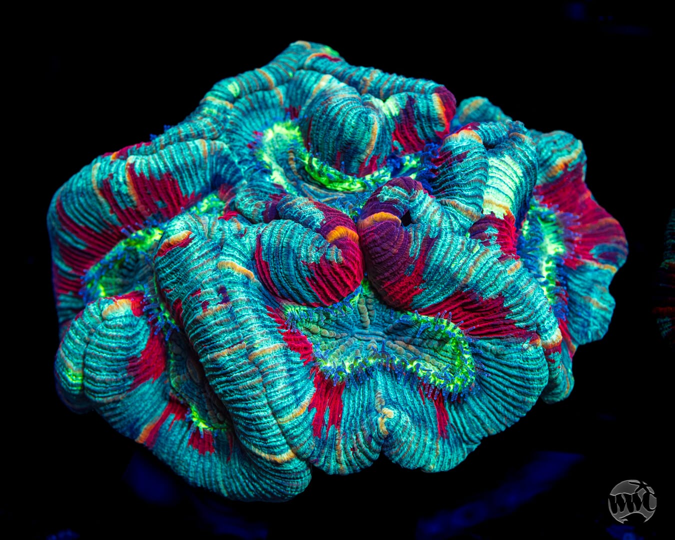 Yum Yum Sauce Trachyphyllia