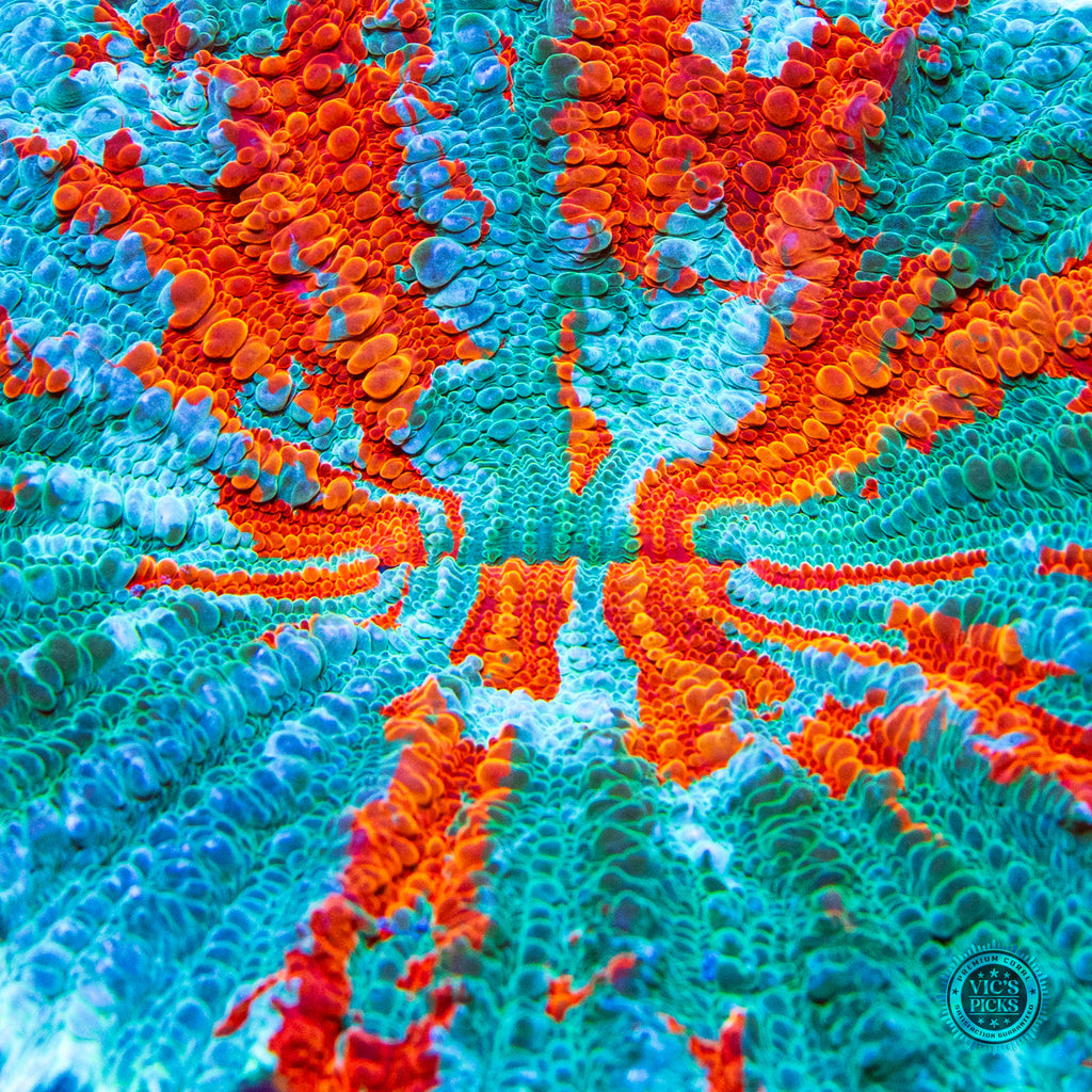 Firestorm Acanthophyllia