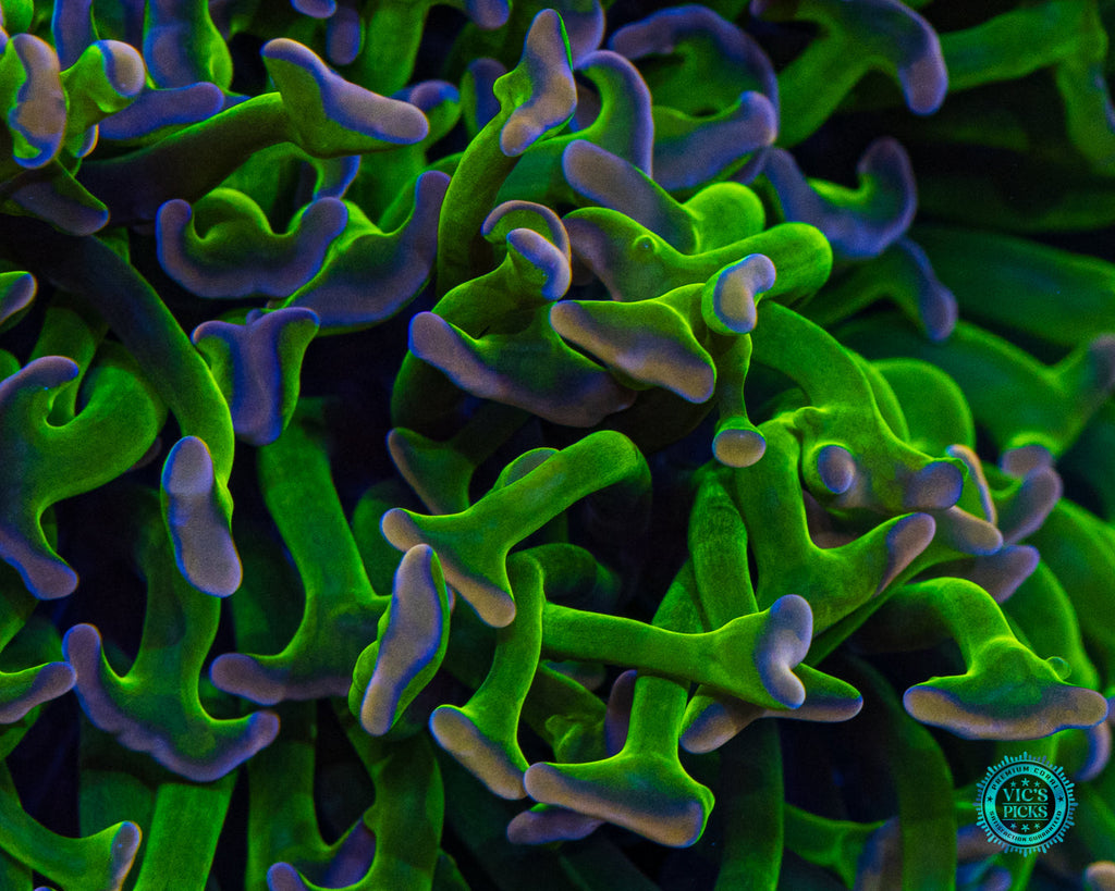 XL Bubbleyum Wall Hammer