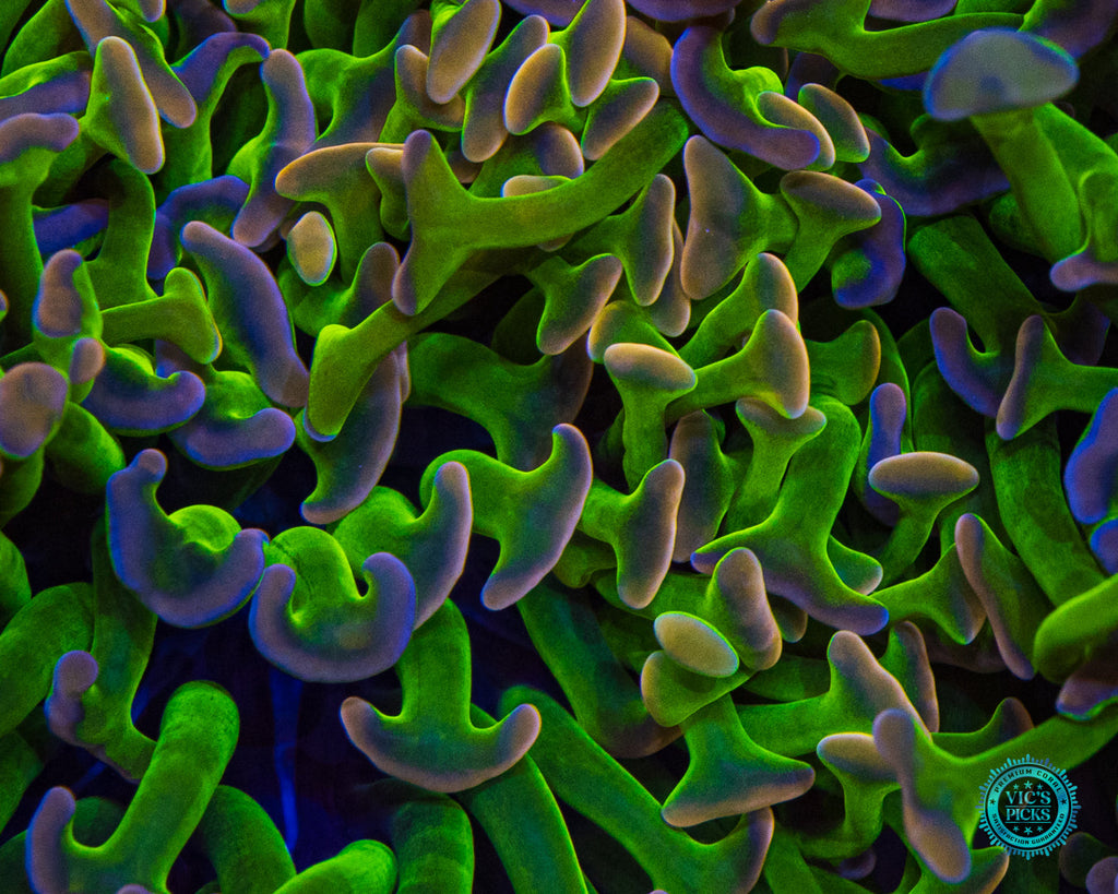 XL Bubbleyum Wall Hammer