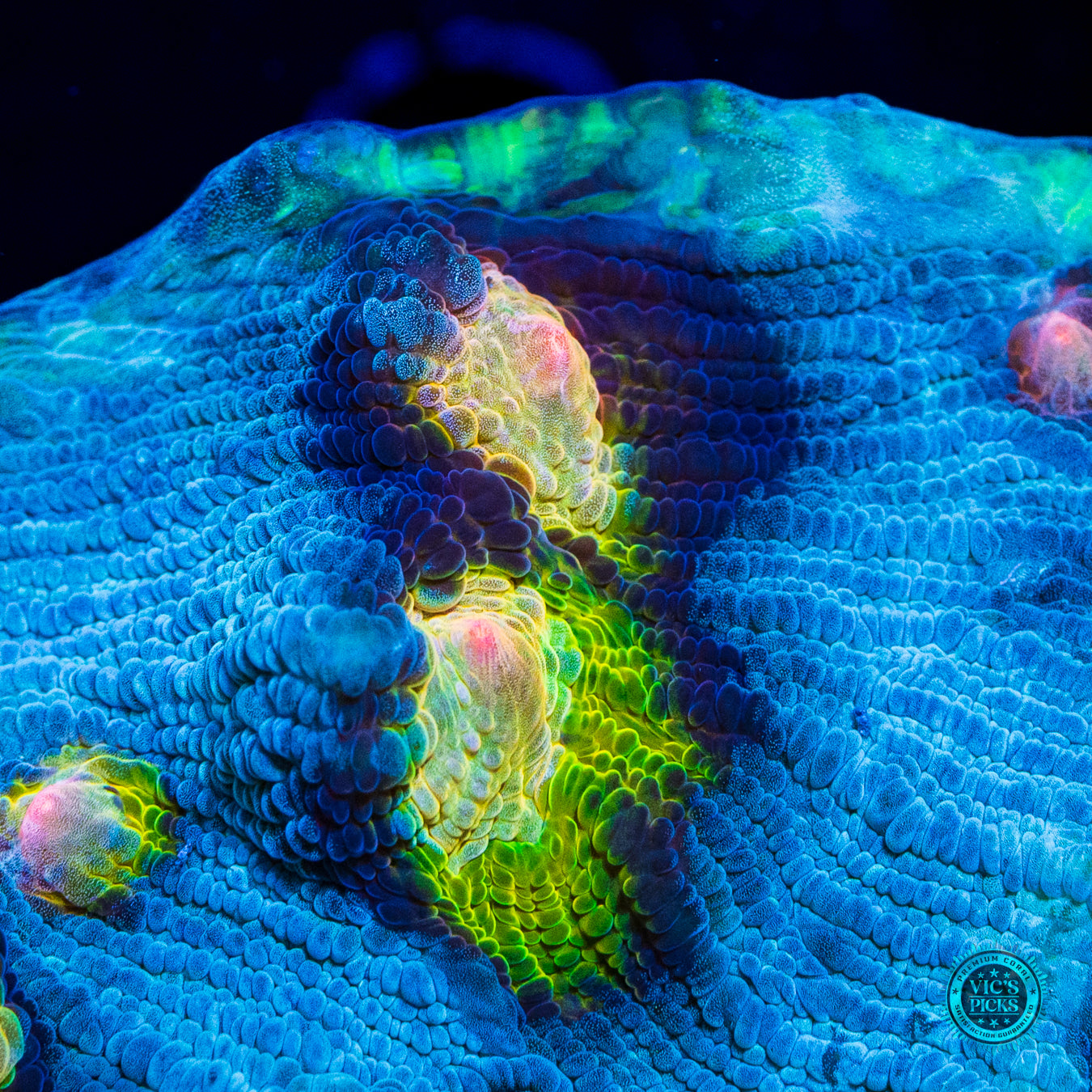 WWC Shattered Star Mycedium Chalice