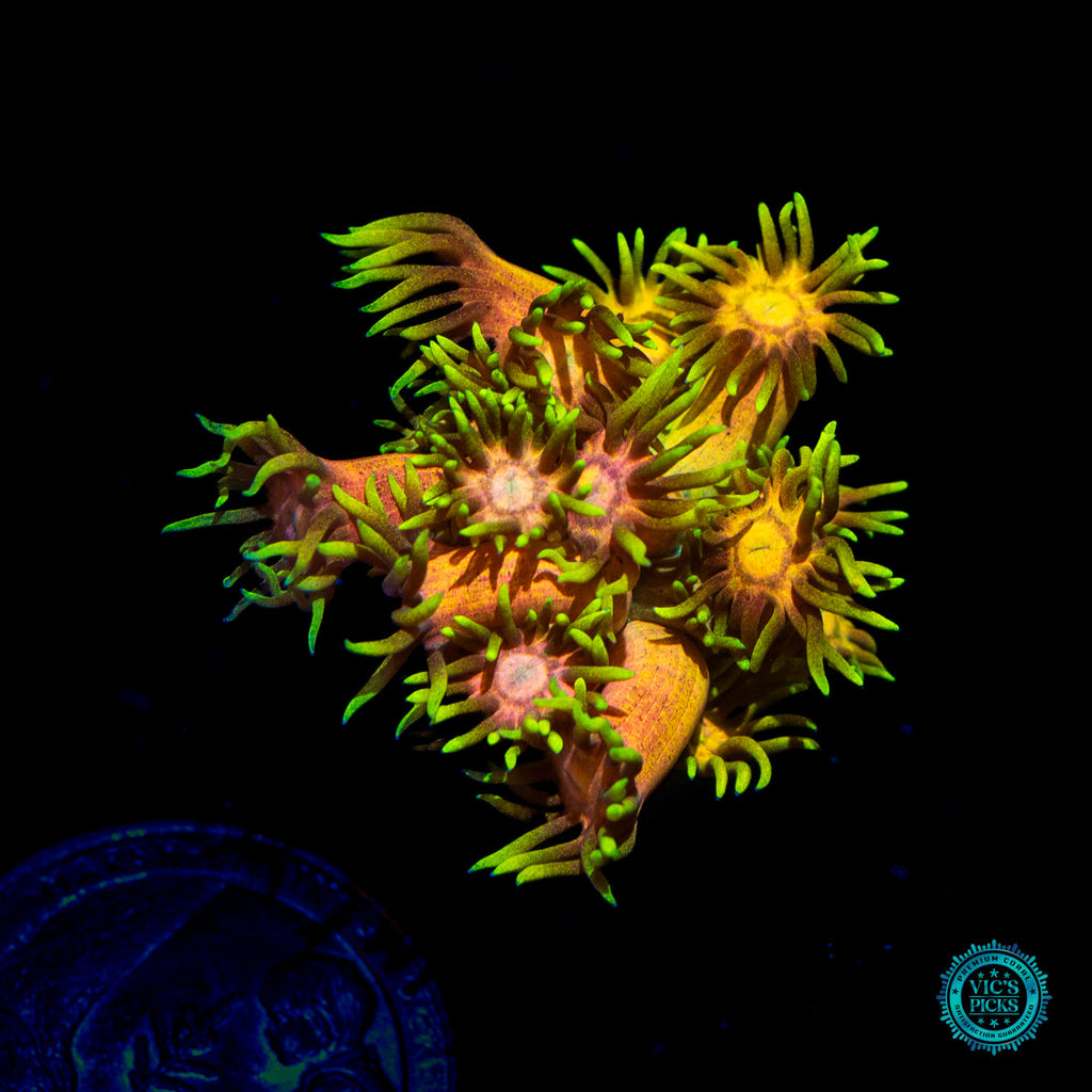 WWC Fruit Daddy Goniopora