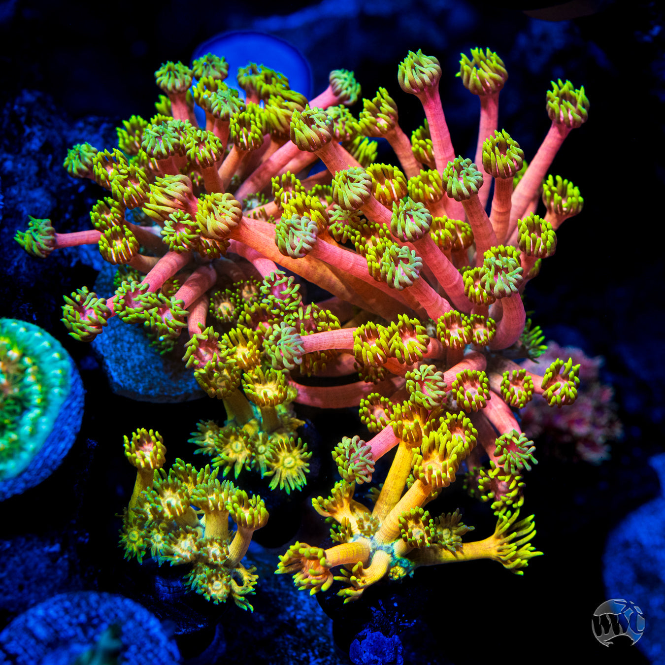 WWC Fruit Daddy Goniopora