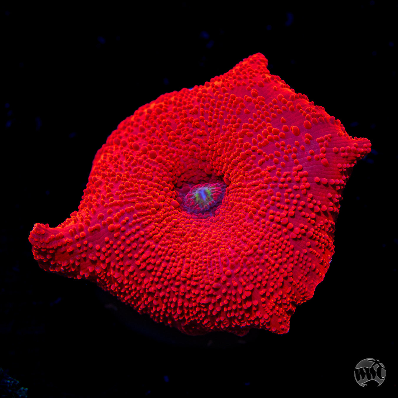 WWC Red Jaguar Disco Mushroom